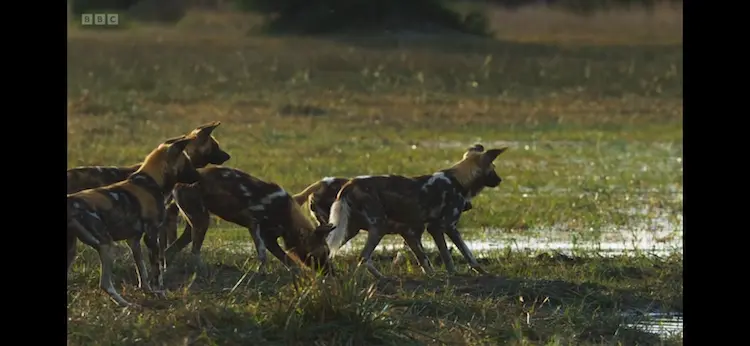 Cape wild dog (Lycaon pictus pictus) as shown in Planet Earth III - Freshwater